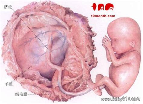 怀孕六周孩子没有胎心正常吗