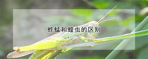 蚂蚱、蚱蜢和蝗虫的有什么区别?