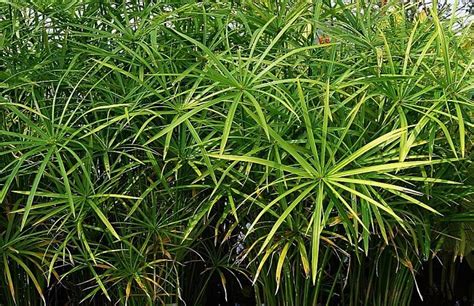 水竹可以种在土里吗
