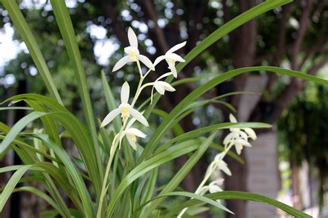 青山玉泉兰花什么季节开花