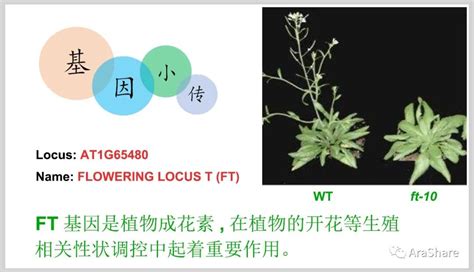 园艺植物花期调控的方法