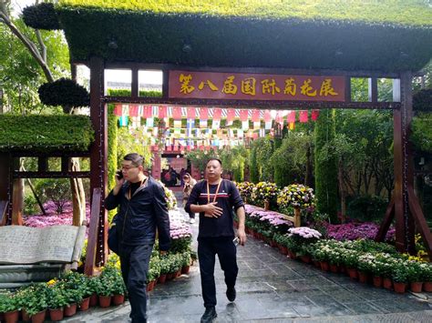 花开盛世：清明上河园迎来中国开封第八届国际菊花展