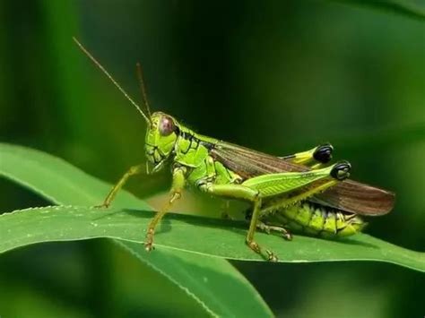 一只惊天动地的虫子-状物作文500字(共计6则)
