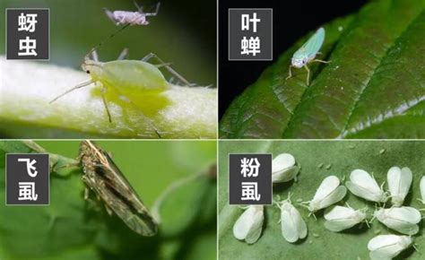 怎样防治向日葵常见的虫害？