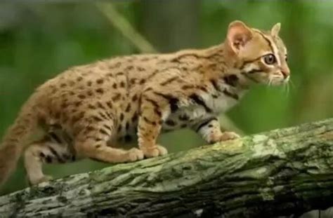 野生豹猫属国保护动物吗