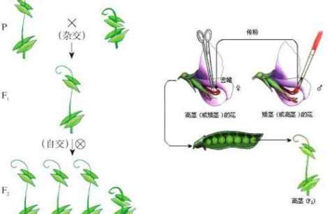 孟德尔的遗传定律是什么?