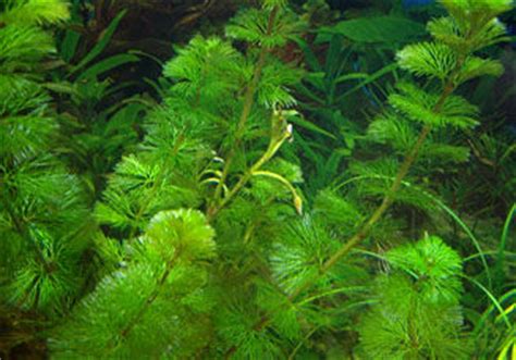 金鱼藻怎么培养