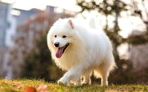 誰有薩摩耶犬的圖片