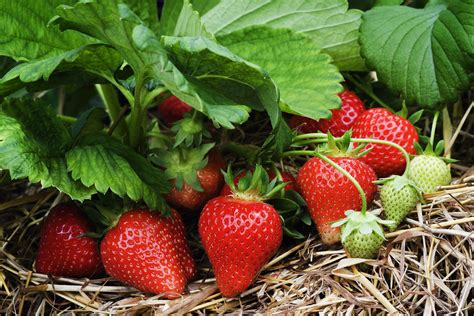 strawberry复数