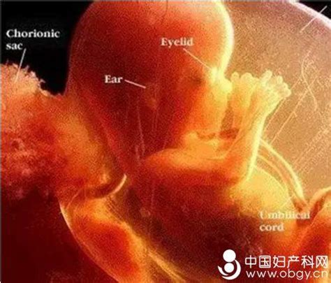 怀孕期胎儿缺氧的症状