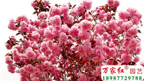 红花樱花是什么品种