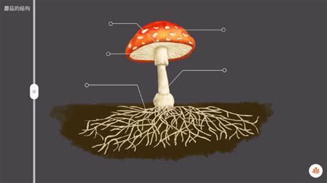蘑菇的构造包括哪三个部分?