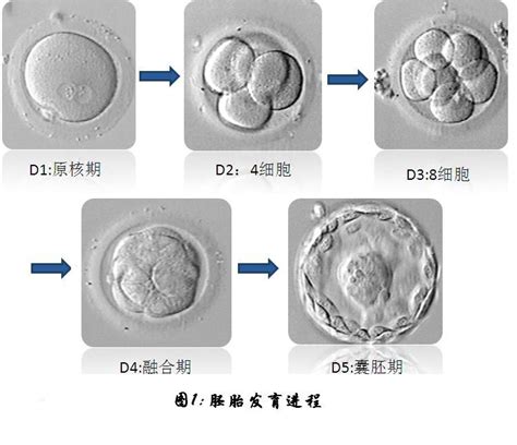 优质冻胚移植成功率