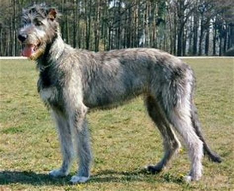 什么是爱尔兰猎狼犬,宠物爱尔兰猎狼犬的习性特征与喂养等介绍