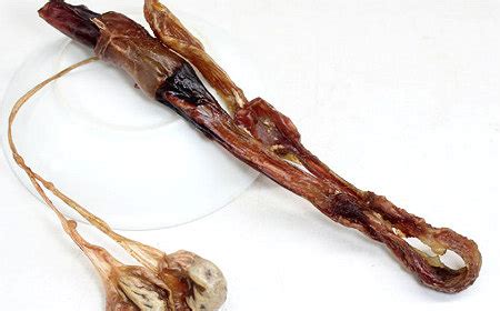 海狗丸是治陰虛還是治陽(yáng)虛