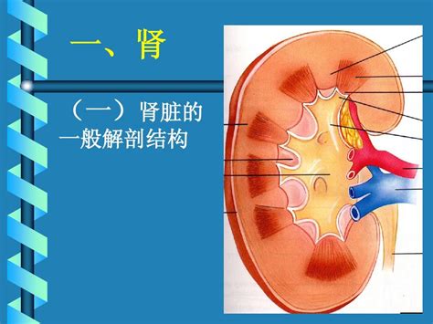 肾小管切片手绘图