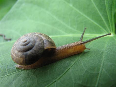 毒蜗牛