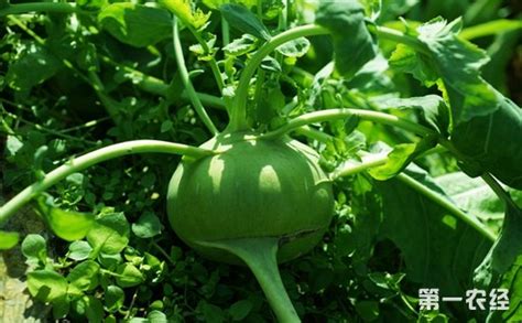 芜青蔬菜是什么形状的?