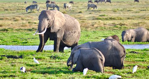 非洲这个景点，海明威笔下最可爱的地方，真正的动物世界