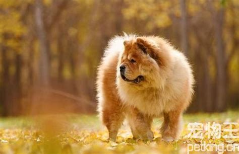 松獅犬是屬于大型犬還是中型犬?