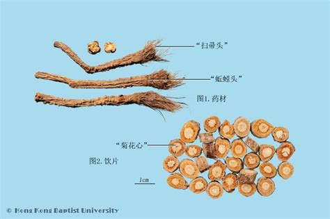 防风的功效是什么？