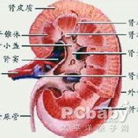 肾盂分离100%是男孩吗