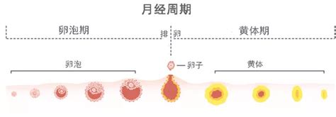 正常人排卵期怎么算