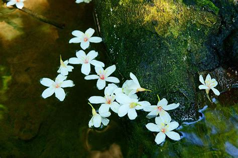 油桐花的花语是?