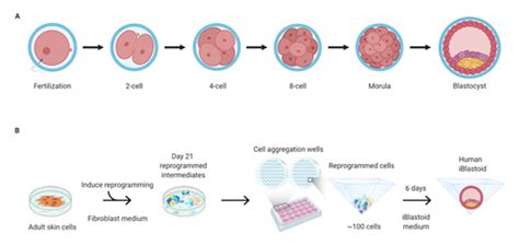 人工周期移植冻胚成功率