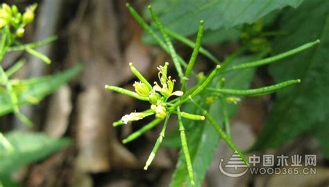 塘葛菜是什么菜?吃了有什么好处