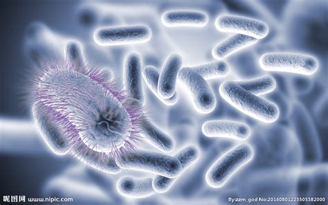 肉杆菌毒素是什么