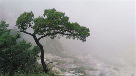 代表生一个家族命力的图或植物的有那些呢?