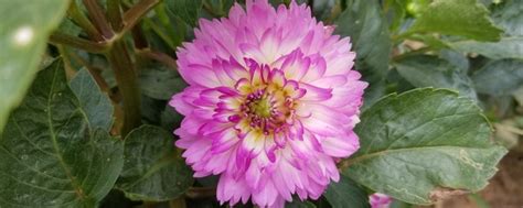 澳门的市花是什么花?