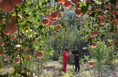 去果园摘果朋友圈说说