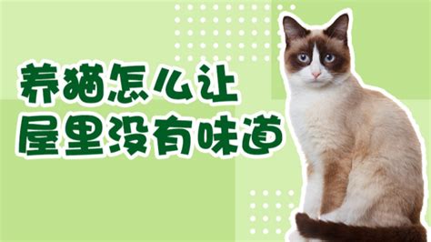 猫咪老是叫怎么办