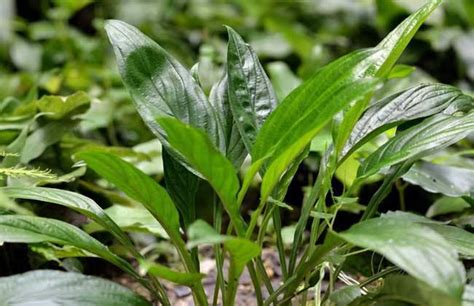 客厅植物摆放风水宜忌有哪些