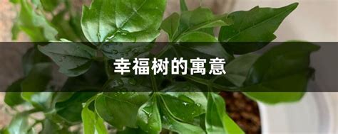 我今天买了一颗好大的幸福树把它摆在家里面,有人知道幸福树有什么寓意或者说法什么的吗?请教~