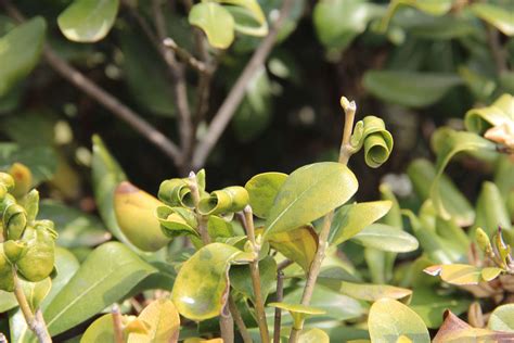 种植海桐需要注意哪些?