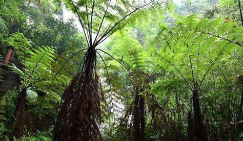 桫椤是我国一级保护植物,是唯一能长成大树的,因此又叫( ),极其珍贵.