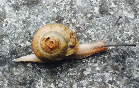 雨后蜗牛爬到墙上的原因