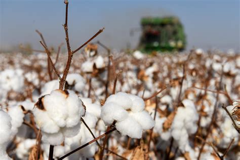 棉花的主要产地和成熟季节
