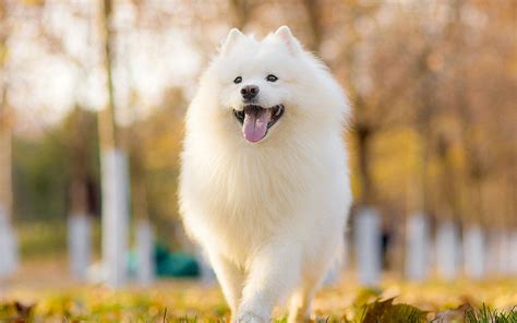 萨摩耶犬的智商排第几啊