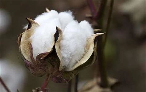 常用的棉花有几种 叫什么如何区分？什么是丝光棉？ 求教