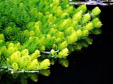 金鱼缸里的金鱼藻不是藻类的原因