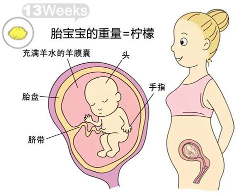 孕31周胎儿股骨长标准56