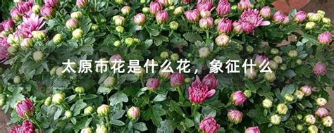 太原市花是什么