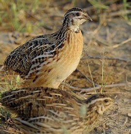 适合肝癌病人吃的补品