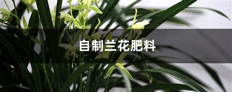 黄果兰怎样施肥