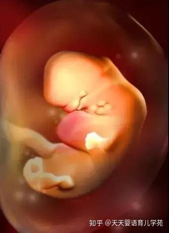 胎儿大脑发育的全过程详解