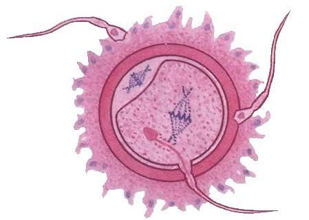 精子和卵子的结合需要什么条件